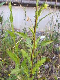 Image result for Gyrodoma hispida