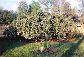 We show you the characteristics of. Kiwis Smooth Or Fuzzy You Decide Just Fruits And Exotics