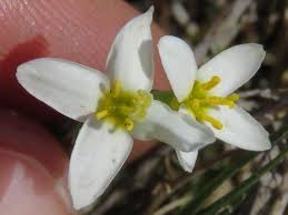 Image result for Sebaea sedoides