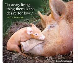 Pin By Brittany Combs On Make The Connection Go Vegan No Animal Cruelty Factory Farming Zoos Fur Leather Wool Circuses Aquariums Hunting Fishing Gmo S Eu Animals Animals Beautiful Baby Animals