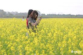 Image result for hoa cai images