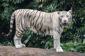 Maybe you would like to learn more about one of these? White Tiger Wikipedia
