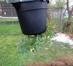 The large openings make harvesting easy and its galvanized finish makes it reusable season after season. 1 00 Bucket From The Dollar Tree 3 00 Tomato Plant From Lowes Garden Soil Mixed With Organic Manure I Also Sprinkled Eps Garden Soil Mix Garden Soil Garden
