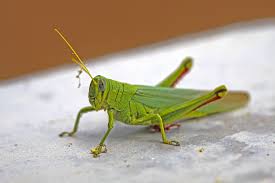 Creating wireframe geometry for 3d printing. How To Get Rid Of Grasshoppers Bulwarkpestcontrol Com