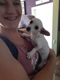 I stopped in at #tucsonrescuenow to see Wilson yesterday…. Omg. What a  great doggie… he was so gentle when taking treats and when I got him in the  run space he was