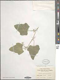 Image result for Cryptosepalum maraviense