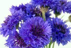 What Is The Difference Between A Cornflower A Bachelor S Button Bachelor Button Flowers Bachelor Buttons Cornflower