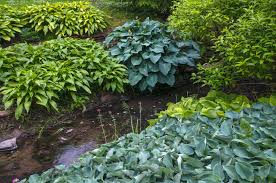 Irregularly margined dark green, the leaf centers change to golden yellow as the season progresses, before fading to white near in late summer. 12 Colorful Hosta Types For Your Garden