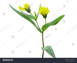 Image result for Guizotia scabra