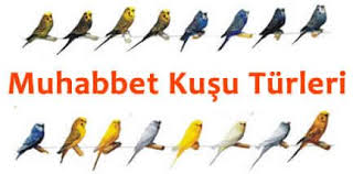 Muhabbet Kusu Yavrusu Gelisimi Beslenme Bakimi Ve Egitimi 2020 Muhabbet Kuslari Kusu Renkler