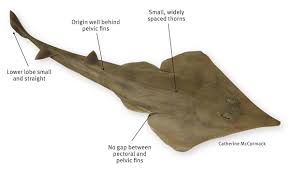 The common shovelnose ray or giant shovelnose ray (glaucostegus typus) is a species of fish in the rhinobatidae family. Giant Shovelnose Ray Recreation Sport And Arts Queensland Government