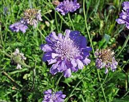 Image result for Scabiosa columbaria