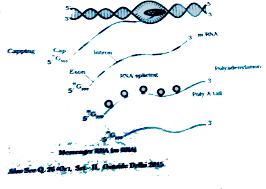Mrnas are substances that are actually copies of dna which contain all of the genetic information. A Describe This Process Of Synthesis Of Fully Functional Mrna In A Eukaryotic Cell B How In The Process Of Mrna Synthesis Different From That In Prokaryotes