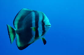 Image result for Rytigynia orbicularis