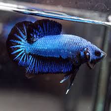 Live Betta Fish Dragon Super Blue Black Halfmoon Plakat Hmpk Male 47 Betta Dragon Super Betta Fish