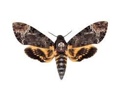 We did not find results for: Acherontia Lachesis Silence Of The Lambs Death S Head Moth Philippines Bicbugs