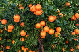 Image result for Citrus reticulata