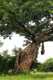 Image result for Croton madandensis