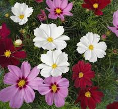 Cosmos Casanova A New Dwarf Cosmos Hawgrip Plant Centre Nursery Facebook