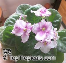 Image result for Saintpauliopsis