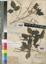 Image result for Allophylus rubifolius