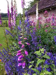 Englischer Landgarten Fingerhute Und Salvia An Der Alten Scheune Gartengestatung 2019 In 2021 Cottage Garden Garden Inspiration Country Gardening