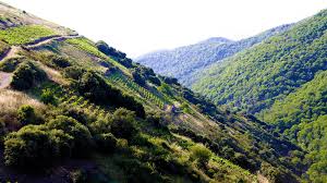 Image result for Wiesneria