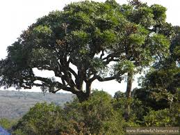 Image result for Cussonia sessilis