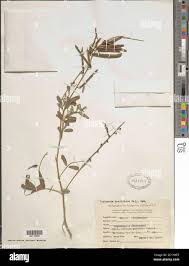 Image result for Tephrosia noctiflora