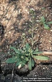 Image result for Capsella