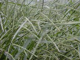 Image result for Urochloa marlothii