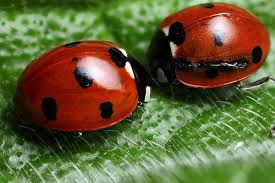 Are Black And Red Ladybugs Poisonous Tete A Tete Hibernating Ladybirds Ladybird Ladybug Lady Beetle