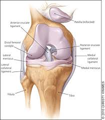 The collateral ligaments are commonly injured parts of the knee. Anterior Cruciate Ligament Injury Diagnosis Management And Prevention American Family Physician