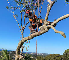 Allowing us to offer a comprehensive service at. Intensive Tree Care Service Tree Removal Lopping Pruning Northern Beaches Sydney Newport Avalon Palm Beach