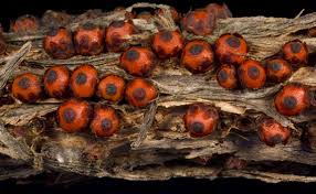 Image result for Pilostyles aethiopica