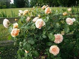 David Austin Rose Sweet Juliet Flores Cores