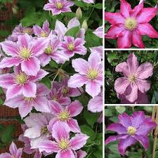 Check spelling or type a new query. Clematis Pink Coloured Large Flowering Climber Hardy Plants From Gardeners Dream Uk