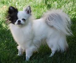 Black And Tan Long Haired Chihuahua Will X Polly Lorelei All Grown Up Black And Tan And White Longcoat Chihuahua Cute Chihuahua Chihuahua Puppies Chihuahua Dogs