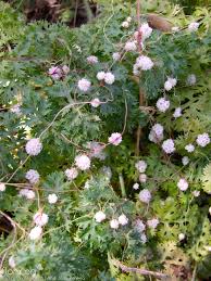 Image result for Cuscuta planiflora