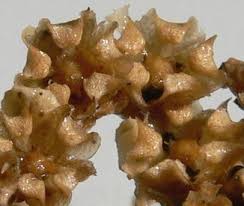 Image result for Aizoon virgatum