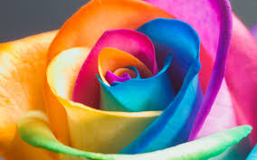Srainbow Rose 3d Flowers Full Hd Wallpaper Full hd 3d background wallpaper images for desktop pc, laptop, mac, android phone, tablet, apple iphone, ipad and other deices.
