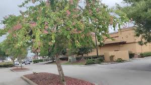 Image result for Bauhinia purpurea