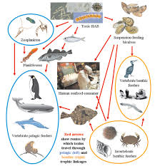 Image Ecosystems Red Tide