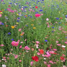 Spring Into Summer Seasonal Wildflower Seed Mix American Meadows In 2020 Wildflower Seeds Wild Flowers Grow Wildflowers