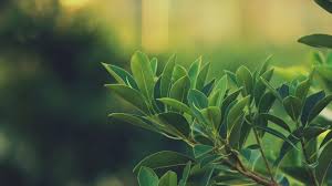 We did not find results for: Plant Aesthetic Laptop Wallpapers Top Free Plant Aesthetic Laptop Backgrounds Wallpaperaccess