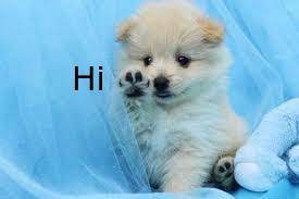 Hey Guys Puppies Puppies For Sale Animals