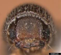Small Oak Bark Beetle Pseudopityophthorus Minutissimus Zimmermann 1868