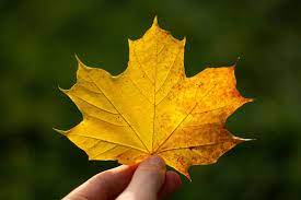 Cerita yang terangkum dalam selembar daun. Pohon Maple Morfologi Habitat Manfaat Cara Tanam Di Indonesia