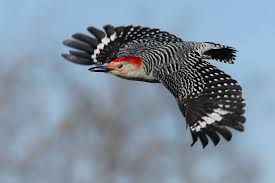 Grey Bird With Black And White Striped Wings Red Bellied Woodpecker Melanerpes Carolinus Howard Cheek Photography Woodpecker Beautiful Birds Birds Butterflies