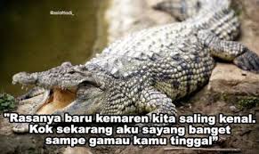  39 Ide Perasaan Perasaan Ungkapan Lucu Cartoon Jokes